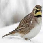 image of bird
