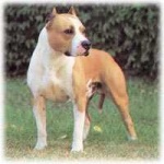 image of american_staffordshire_terrier #10