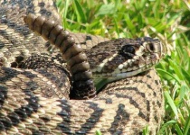 image of diamondback #29