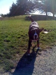 image of greater_swiss_mountain_dog
