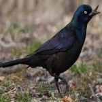 image of bird
