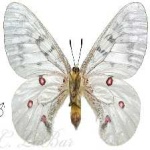image of animal
