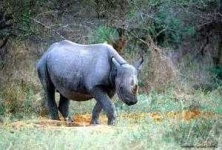 image of rhino