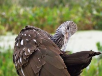 image of limpkin