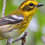 image of bird