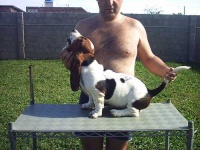 image of basset