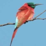 image of bird