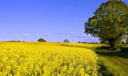 image of rapeseed