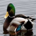 image of bird