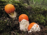 image of mushrooms