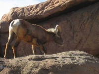 image of bighorn