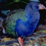 image of bird