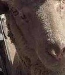 image of animal