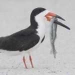 image of bird