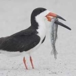 image of black_skimmer #23