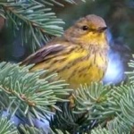 image of bird