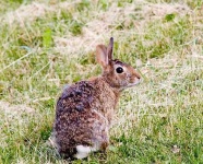image of wood_rabbit