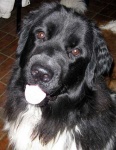image of newfoundland
