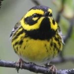 image of bird