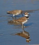 image of red_backed_sandpiper