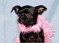 image of animal