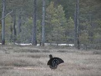 image of black_grouse #16