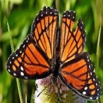 image of animal