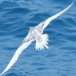 image of bird