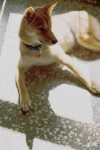 image of animal