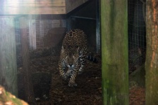 image of animal