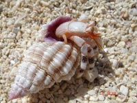 image of hermit_crab