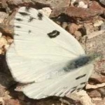 image of animal