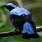 image of bird