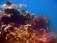 image of reef