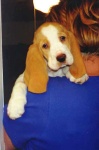 image of basset