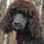 image of poodle #0