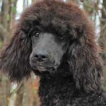 image of animal