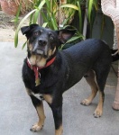 image of kelpie