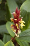 image of flower