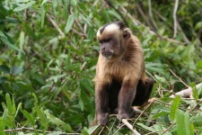 image of capuchin