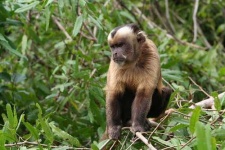 image of capuchin #22