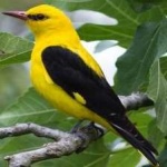 image of bird