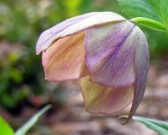image of flower