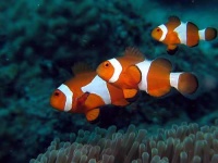 image of anemone_fish
