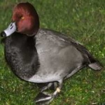 image of bird