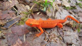 image of eft