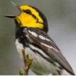 image of bird