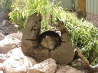 image of wombat