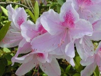 image of flower