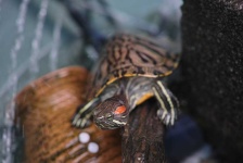 image of animal